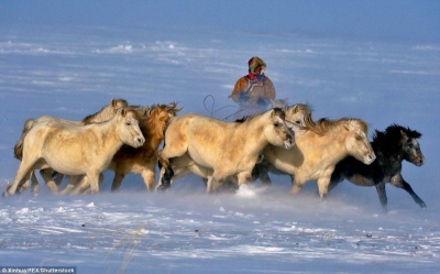 Традиция скотокрадства в Монголии: преступления и наказания